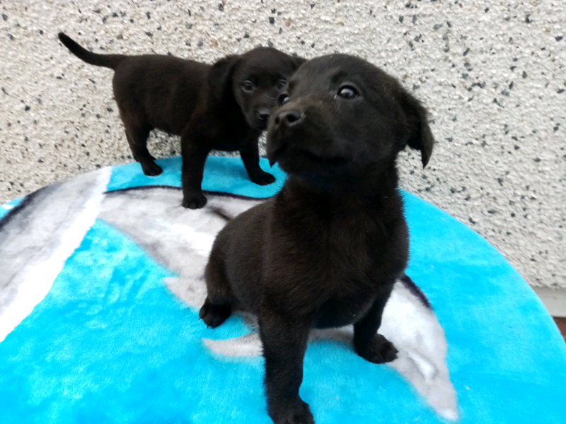 gumtree black labrador puppies